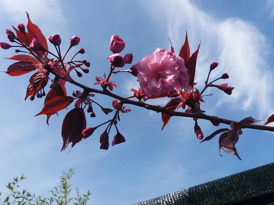 Roze bloesem tegen een blauwe lucht